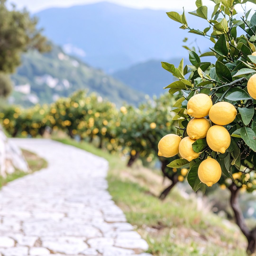 A stone-paved path through a Sfusato Amalfitano lemon grove on the terraced hillside above Minori, with ripe lemons hanging in the foreground